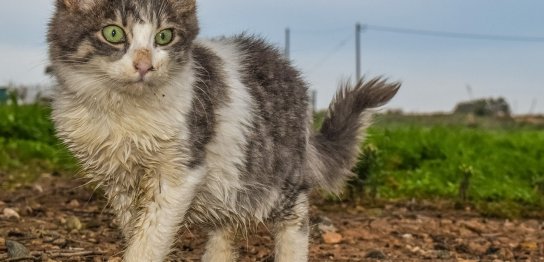 シリーズ・小規模（5）